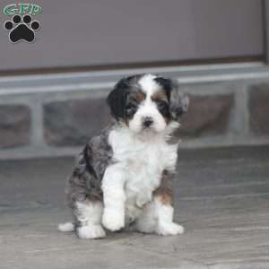 Canon, Cavapoo Puppy